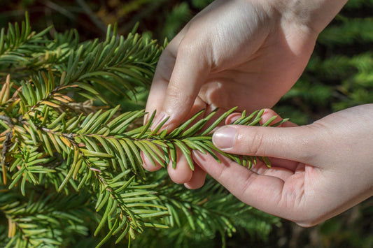 Egles skuju poliprenolu koncentrāts – dabīgs atbalsts imunitātei un šūnu aizsardzībai